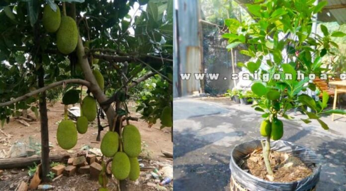 “The Pitfalls of Planting a Jackfruit Tree in Front of Your House: Unraveling the Ancient Paradox”