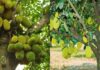 The Secret Behind the Unfortunate Fate of Jackfruit Trees: Unveiling an Ancient Superstition