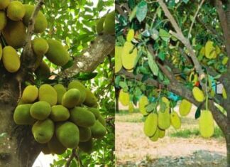 The Secret Behind the Unfortunate Fate of Jackfruit Trees: Unveiling an Ancient Superstition