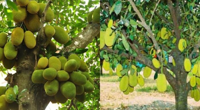 The Secret Behind the Unfortunate Fate of Jackfruit Trees: Unveiling an Ancient Superstition