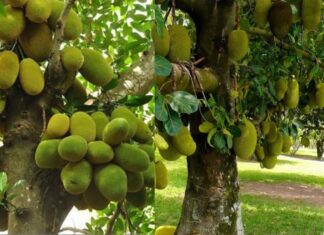 The Secret to a Prosperous Home: Unveiling the Myth Behind the Jackfruit Tree