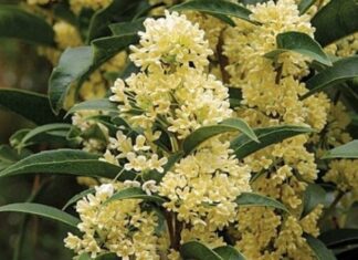 The Ultimate Guide to Prosperity: Unlocking Luck and Wealth with These Two Magical Plants