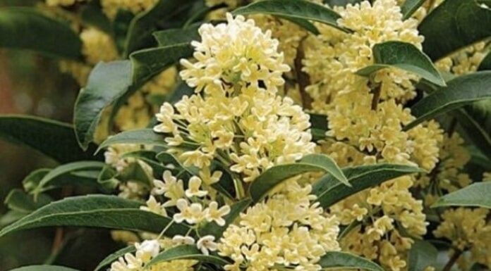 The Ultimate Guide to Prosperity: Unlocking Luck and Wealth with These Two Magical Plants