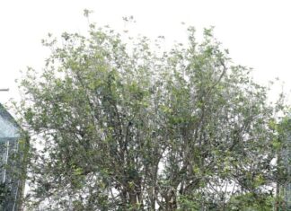 “Attract Wealth and Prosperity: The Power of This Landscape Tree”