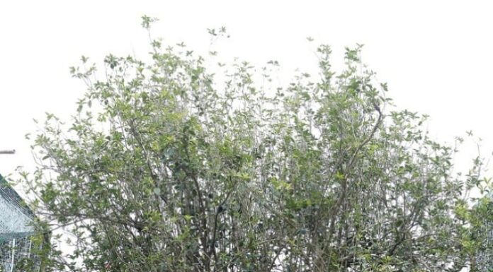 “Attract Wealth and Prosperity: The Power of This Landscape Tree”