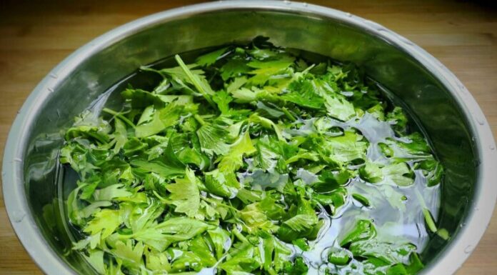 The Magic Tree: A Tasty Treasure.