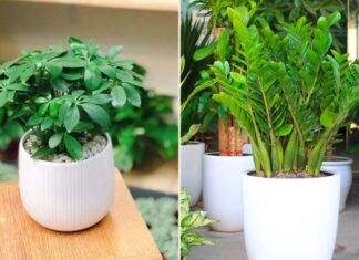 The 5 Money-Making Feng Shui Plants: Place One in Your Living Room for Year-Long Prosperity