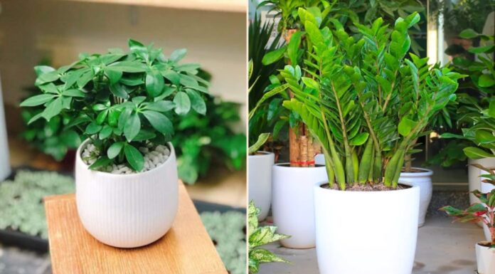 The 5 Money-Making Feng Shui Plants: Place One in Your Living Room for Year-Long Prosperity