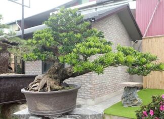 The Magic Trio: Plant These 3 Trees to Invite Prosperity and Improve Your Luck