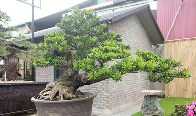 The Magic Trio: Plant These 3 Trees to Invite Prosperity and Improve Your Luck