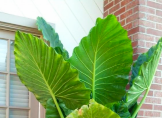 The 8 Magical Houseplants: Blooming Blessings of Fortune and Luck