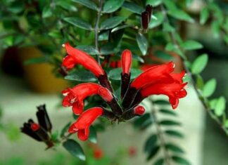 The Magic Plant That Transforms Your Home: A Blooming Beauty That Outshines All Others