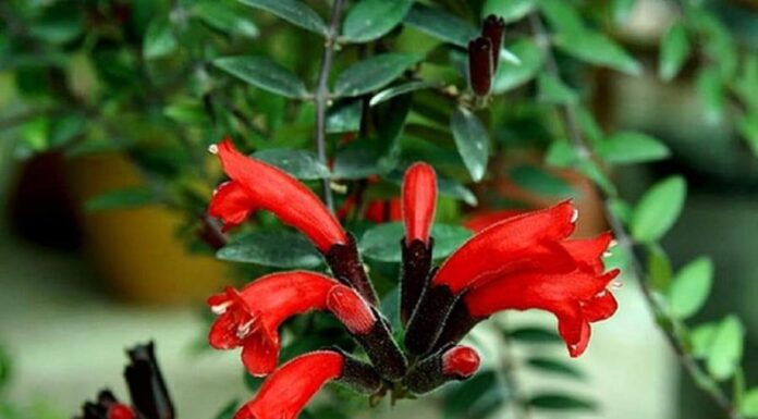 The Magic Plant That Transforms Your Home: A Blooming Beauty That Outshines All Others