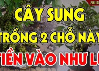 “The Fig Tree: A Symbol of Abundance and Prosperity. Plant with Purpose: Embrace the Power of Placement for Lasting Wealth.”