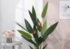 The Ultimate Guide to Four “Giant” Houseplants That Are Perfect for Your Living Room: Decorate Your Home and Purify the Air Like a Pro