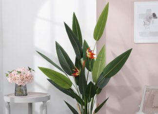 The Ultimate Guide to Four “Giant” Houseplants That Are Perfect for Your Living Room: Decorate Your Home and Purify the Air Like a Pro