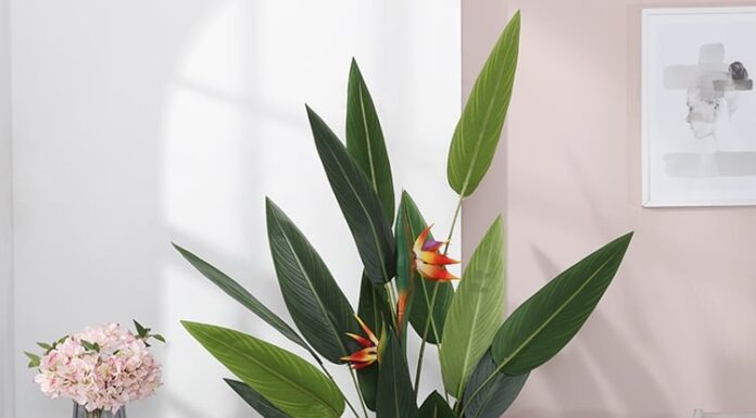 The Ultimate Guide to Four “Giant” Houseplants That Are Perfect for Your Living Room: Decorate Your Home and Purify the Air Like a Pro