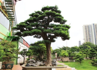 The Fortune Trees: Unlocking Prosperity and Wealth with Nature’s Trinity