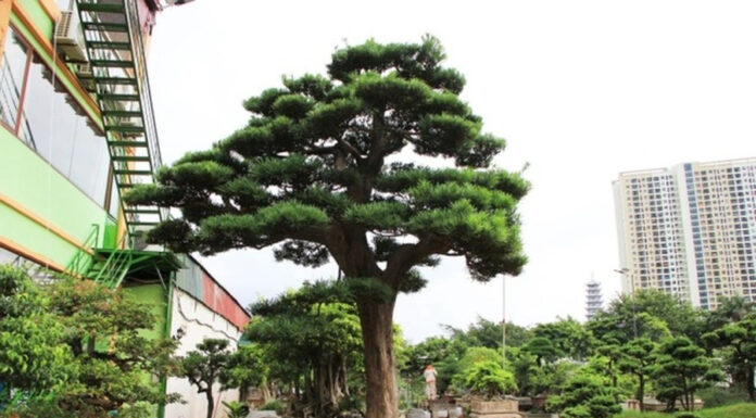 The Fortune Trees: Unlocking Prosperity and Wealth with Nature’s Trinity