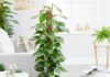 The 3 Unconventional House Plants That Thrive in the Shade and With Minimal Watering