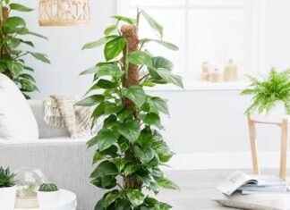 The 3 Unconventional House Plants That Thrive in the Shade and With Minimal Watering