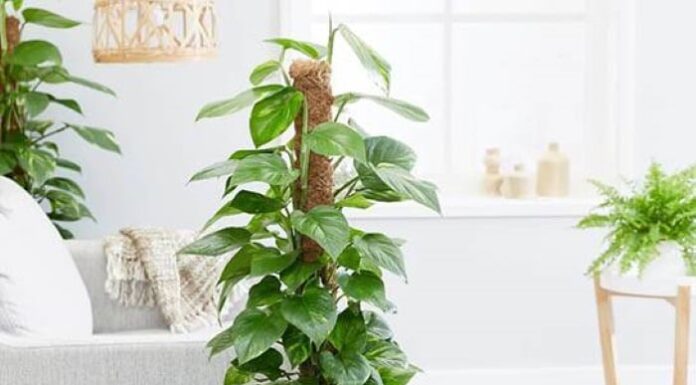 The 3 Unconventional House Plants That Thrive in the Shade and With Minimal Watering
