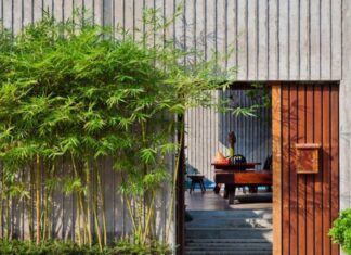 “Should You Plant Bamboo Trees in Front of Your House?”