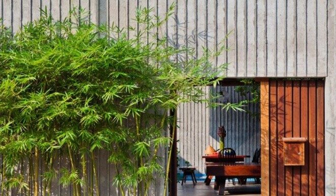 “Should You Plant Bamboo Trees in Front of Your House?”