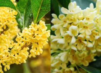 The Two Trees to Bring Eternal Prosperity to Your Household
A captivating title with a promise of prosperity – an enticing read for sure!