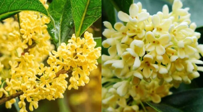 The Two Trees to Bring Eternal Prosperity to Your Household
A captivating title with a promise of prosperity – an enticing read for sure!