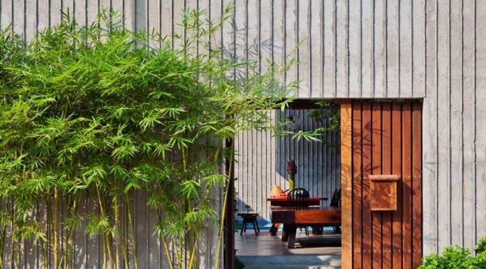 “The Lucky Bamboo: Unlocking Prosperity with Strategic Plant Placement”