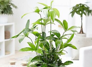 The Ultimate Guide to Bamboo Planting: Unlocking Prosperity and Warding Off Bad Luck