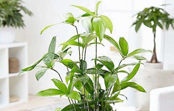 The Ultimate Guide to Bamboo Planting: Unlocking Prosperity and Warding Off Bad Luck