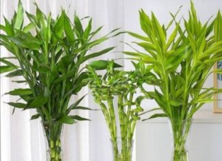 Wealth-Attracting Bamboo: Planting This Tree in These 3 Lucky Spots Will Bring You Great Wealth and Success