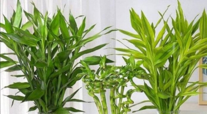 Wealth-Attracting Bamboo: Planting This Tree in These 3 Lucky Spots Will Bring You Great Wealth and Success