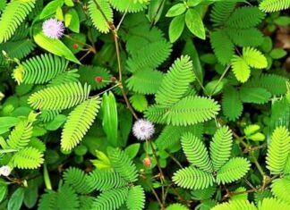 The “Timid Queen” of Herbs: A Plant That Grows Wild and Is Highly Prized in Vietnam.