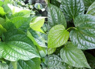 The Secret to a Perfect Fried Cha La Lot: Keep it Green!