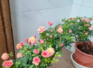 The Art of Growing Roses: A Nine-Year Dedication to the Craft.