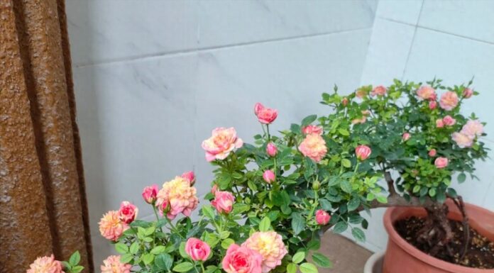 The Art of Growing Roses: A Nine-Year Dedication to the Craft.