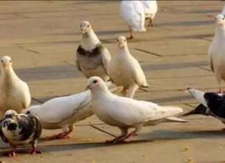 Why Do People Traditionally Not Bleed Pigeons Like Chickens and Ducks but Rather Drown Them?