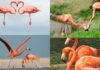 Why Do Flamingos Have Pink Feathers and Feed Their Young With Blood? The Truth Surprises Many.