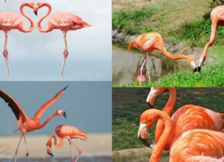 Why Do Flamingos Have Pink Feathers and Feed Their Young With Blood? The Truth Surprises Many.