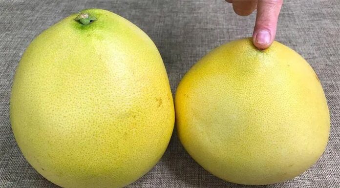The Ultimate Guide to Choosing the Sweetest Grapefruits: Uncover the Secret to a Perfect Pick