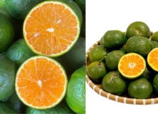 The Ultimate Guide to Choosing Oranges: How to Pick the Juiciest, Most Nutritious Oranges Every Time