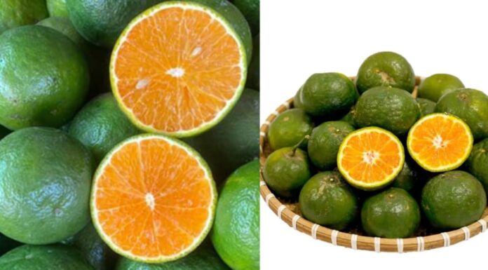 The Ultimate Guide to Choosing Oranges: How to Pick the Juiciest, Most Nutritious Oranges Every Time