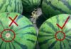 The Ultimate Guide to Choosing the Sweetest Melons and Watermelons: A 3-Second Trick to Outsmart the Vendors