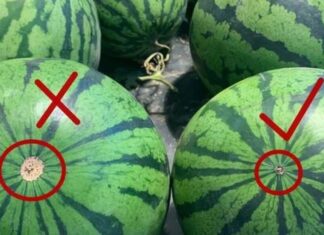 The Ultimate Guide to Choosing the Sweetest Melons and Watermelons: A 3-Second Trick to Outsmart the Vendors