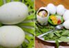 The Ultimate Guide to Mastering the Art of Selecting the Finest Balut Eggs: How to Distinguish Between Old and Young Delicacies and Choose a Perfect Batch Every Time.