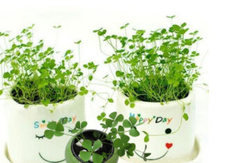 Does Growing Three-Leaf Clover Really Bring Wealth and Luck?