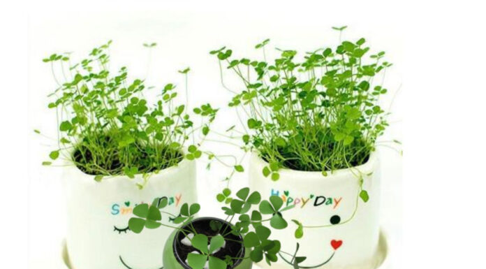 Does Growing Three-Leaf Clover Really Bring Wealth and Luck?